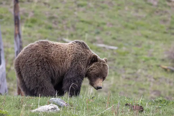 Yellowstone Ulusal Parkı Wyoming 'de baharda bir boz ayı.