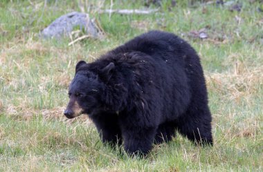Baharda Yellowstone Ulusal Parkı 'nda bir kara ayı.