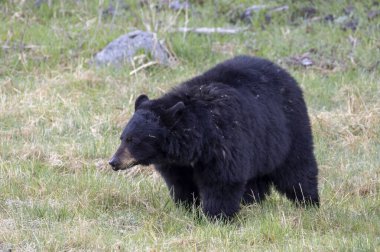 Baharda Yellowstone Ulusal Parkı 'nda bir kara ayı.