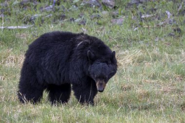 Baharda Yellowstone Ulusal Parkı 'nda bir kara ayı.