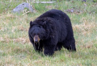 Baharda Yellowstone Ulusal Parkı 'nda bir kara ayı.
