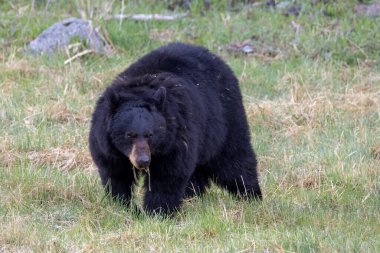 Baharda Yellowstone Ulusal Parkı 'nda bir kara ayı.