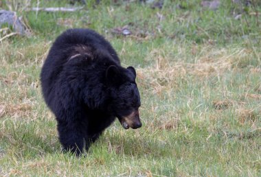 Baharda Yellowstone Ulusal Parkı 'nda bir kara ayı.