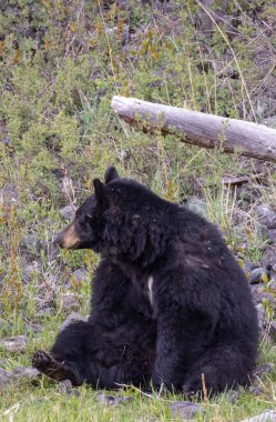 Baharda Yellowstone Ulusal Parkı 'nda bir kara ayı.
