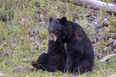 Baharda Yellowstone Ulusal Parkı 'nda bir kara ayı.