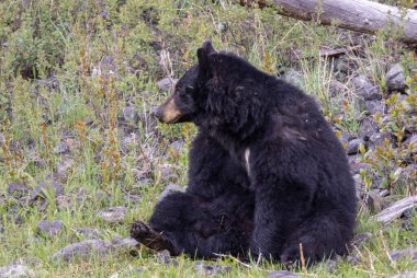 Baharda Yellowstone Ulusal Parkı 'nda bir kara ayı.