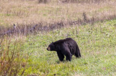 Baharda Yellowstone Ulusal Parkı 'nda bir kara ayı.