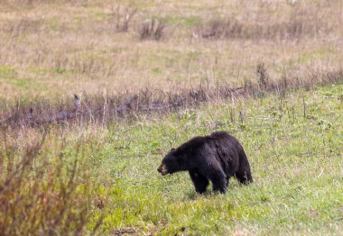 Baharda Yellowstone Ulusal Parkı 'nda bir kara ayı.