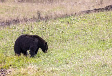 Baharda Yellowstone Ulusal Parkı 'nda bir kara ayı.