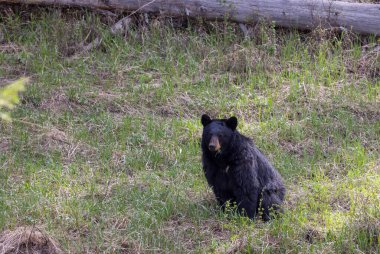 Baharda Yellowstone Ulusal Parkı 'nda bir kara ayı.