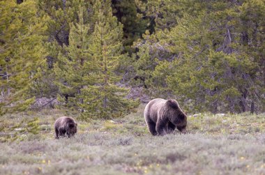 Grand Teton Naitonal Park Wyoming 'de ilkbaharda bir boz ayı ve yavrusu.