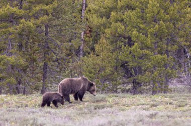 Grand Teton Naitonal Park Wyoming 'de ilkbaharda bir boz ayı ve yavrusu.