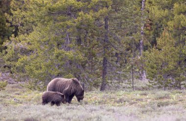 Grand Teton Naitonal Park Wyoming 'de ilkbaharda bir boz ayı ve yavrusu.