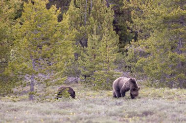 Grand Teton Naitonal Park Wyoming 'de ilkbaharda bir boz ayı ve yavrusu.