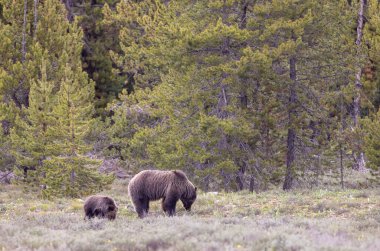 Grand Teton Naitonal Park Wyoming 'de ilkbaharda bir boz ayı ve yavrusu.