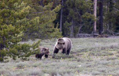 Grand Teton Naitonal Park Wyoming 'de ilkbaharda bir boz ayı ve yavrusu.