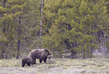 Grand Teton Naitonal Park Wyoming 'de ilkbaharda bir boz ayı ve yavrusu.