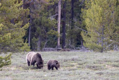 Grand Teton Naitonal Park Wyoming 'de ilkbaharda bir boz ayı ve yavrusu.