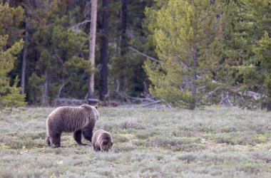 Grand Teton Naitonal Park Wyoming 'de ilkbaharda bir boz ayı ve yavrusu.