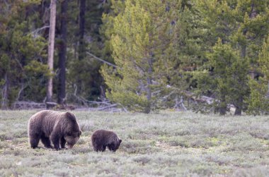 Grand Teton Naitonal Park Wyoming 'de ilkbaharda bir boz ayı ve yavrusu.