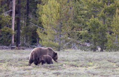 Grand Teton Naitonal Park Wyoming 'de ilkbaharda bir boz ayı ve yavrusu.