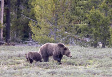Grand Teton Naitonal Park Wyoming 'de ilkbaharda bir boz ayı ve yavrusu.