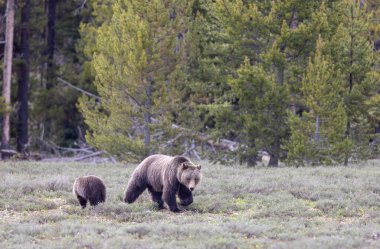 Grand Teton Naitonal Park Wyoming 'de ilkbaharda bir boz ayı ve yavrusu.