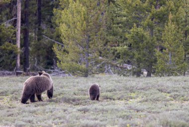 Grand Teton Naitonal Park Wyoming 'de ilkbaharda bir boz ayı ve yavrusu.