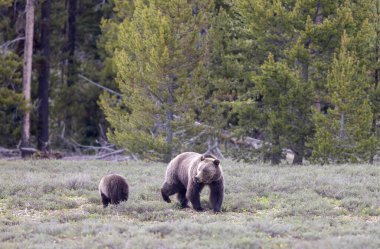 Grand Teton Naitonal Park Wyoming 'de ilkbaharda bir boz ayı ve yavrusu.