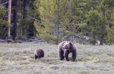 Grand Teton Naitonal Park Wyoming 'de ilkbaharda bir boz ayı ve yavrusu.