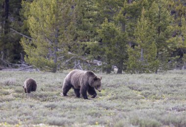 Grand Teton Naitonal Park Wyoming 'de ilkbaharda bir boz ayı ve yavrusu.