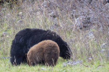 İlkbaharda Yellowstone Ulusal Parkı 'nda bir siyah ayı eker ve yavrusu yetiştirir.
