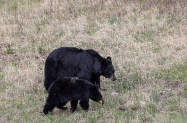 İlkbaharda Yellowstone Ulusal Parkı 'nda bir siyah ayı eker ve yavrusu yetiştirir.