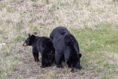 İlkbaharda Yellowstone Ulusal Parkı 'nda bir siyah ayı eker ve yavrusu yetiştirir.