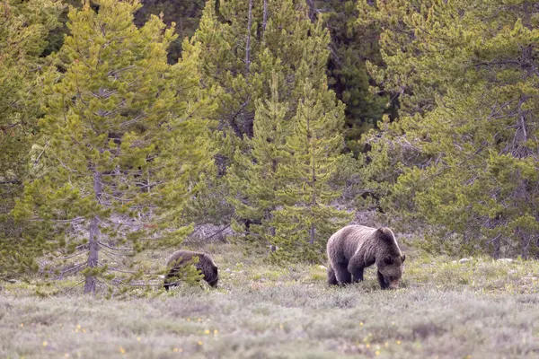 Grand Teton Naitonal Park Wyoming 'de ilkbaharda bir boz ayı ve yavrusu.