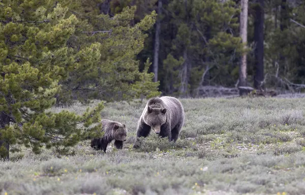 Grand Teton Naitonal Park Wyoming 'de ilkbaharda bir boz ayı ve yavrusu.