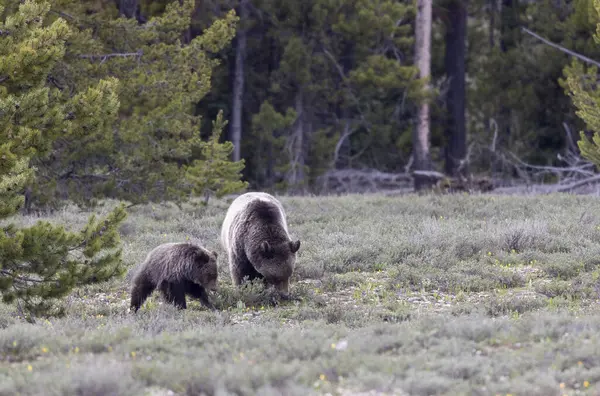 Grand Teton Naitonal Park Wyoming 'de ilkbaharda bir boz ayı ve yavrusu.