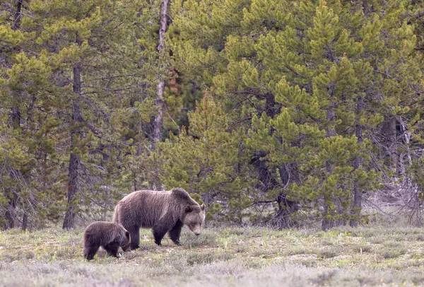 Grand Teton Naitonal Park Wyoming 'de ilkbaharda bir boz ayı ve yavrusu.