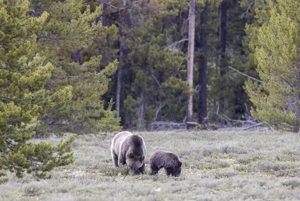 Grand Teton Naitonal Park Wyoming 'de ilkbaharda bir boz ayı ve yavrusu.