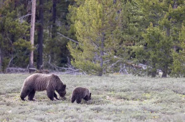 Grand Teton Naitonal Park Wyoming 'de ilkbaharda bir boz ayı ve yavrusu.