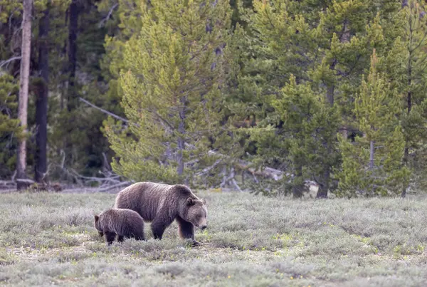 Grand Teton Naitonal Park Wyoming 'de ilkbaharda bir boz ayı ve yavrusu.