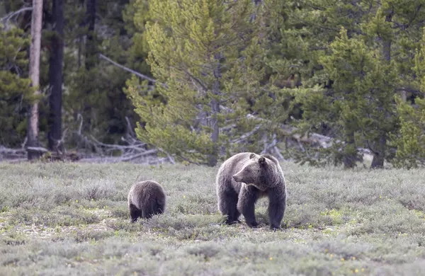 Grand Teton Naitonal Park Wyoming 'de ilkbaharda bir boz ayı ve yavrusu.