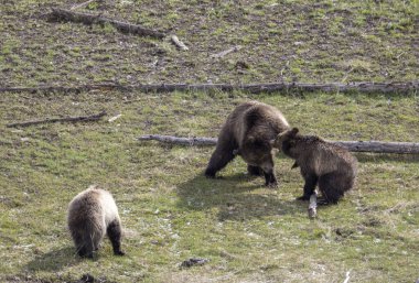 Yellowstone Ulusal Parkı Wyoming 'de ilkbaharda bir dişi domuz ve yavruları boz ayı.