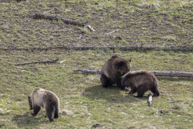 Yellowstone Ulusal Parkı Wyoming 'de ilkbaharda bir dişi domuz ve yavruları boz ayı.