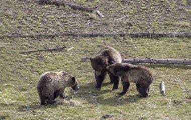 Yellowstone Ulusal Parkı Wyoming 'de ilkbaharda bir dişi domuz ve yavruları boz ayı.