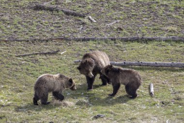 Yellowstone Ulusal Parkı Wyoming 'de ilkbaharda bir dişi domuz ve yavruları boz ayı.
