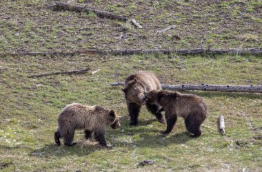Yellowstone Ulusal Parkı Wyoming 'de ilkbaharda bir dişi domuz ve yavruları boz ayı.