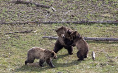 Yellowstone Ulusal Parkı Wyoming 'de ilkbaharda bir dişi domuz ve yavruları boz ayı.