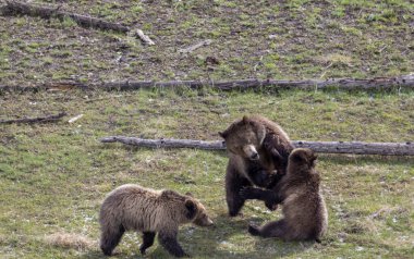 Yellowstone Ulusal Parkı Wyoming 'de ilkbaharda bir dişi domuz ve yavruları boz ayı.