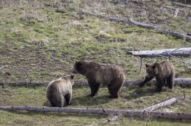 Yellowstone Ulusal Parkı Wyoming 'de ilkbaharda bir dişi domuz ve yavruları boz ayı.